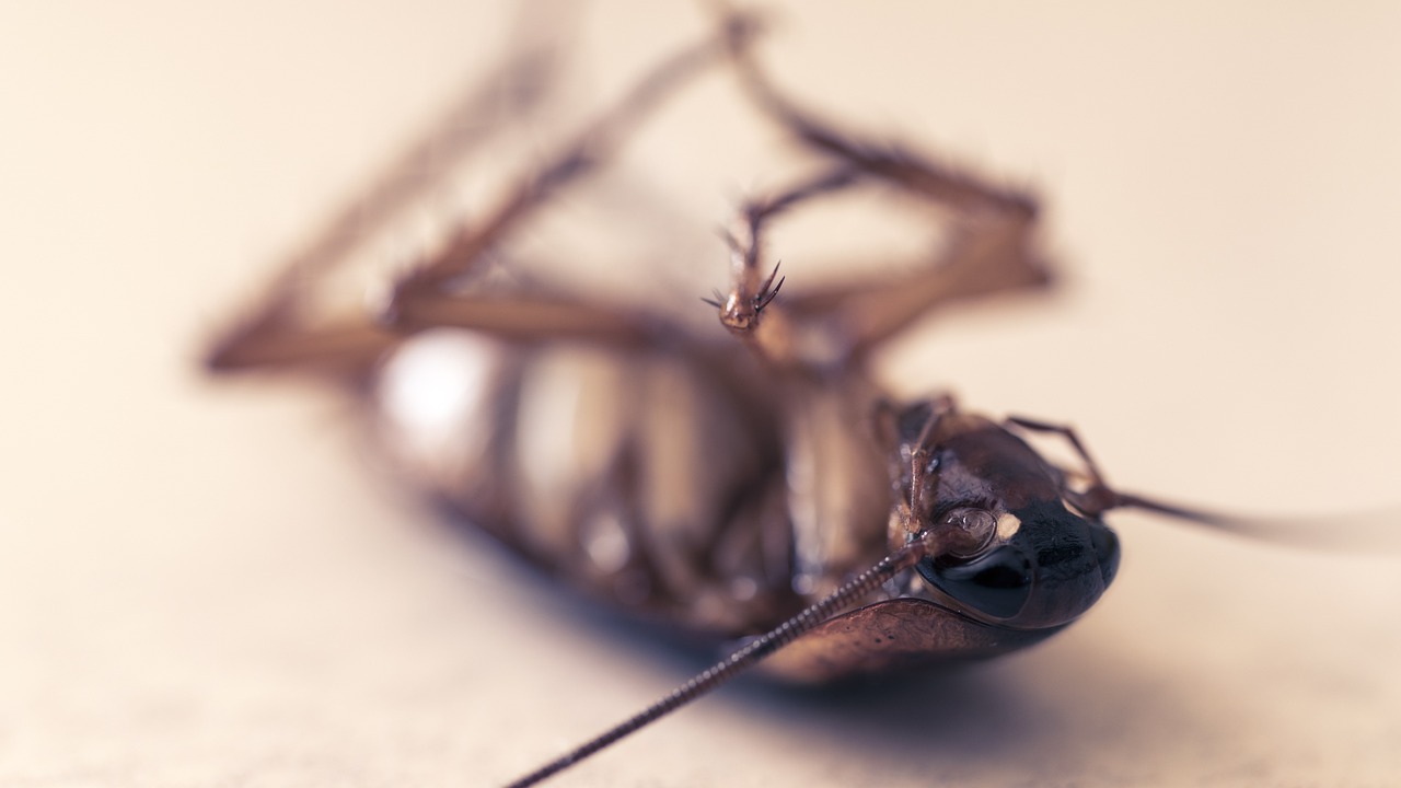 cockroach, pest, insect, dead, orthoptera, dirty, unhygienic, closeup, cockroach, cockroach, cockroach, cockroach, cockroach, pest, pest, dirty