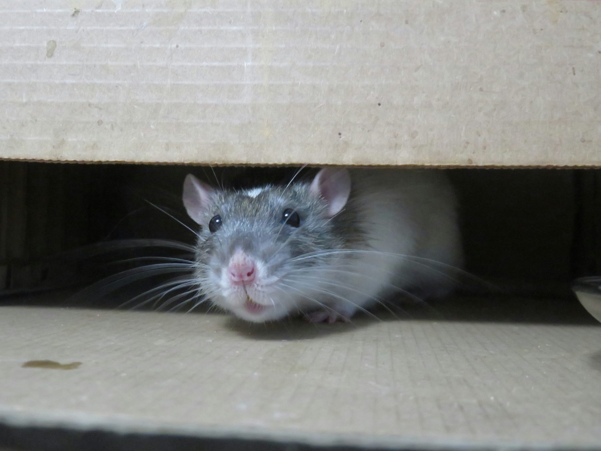 souris blanche sur une boîte en carton marron