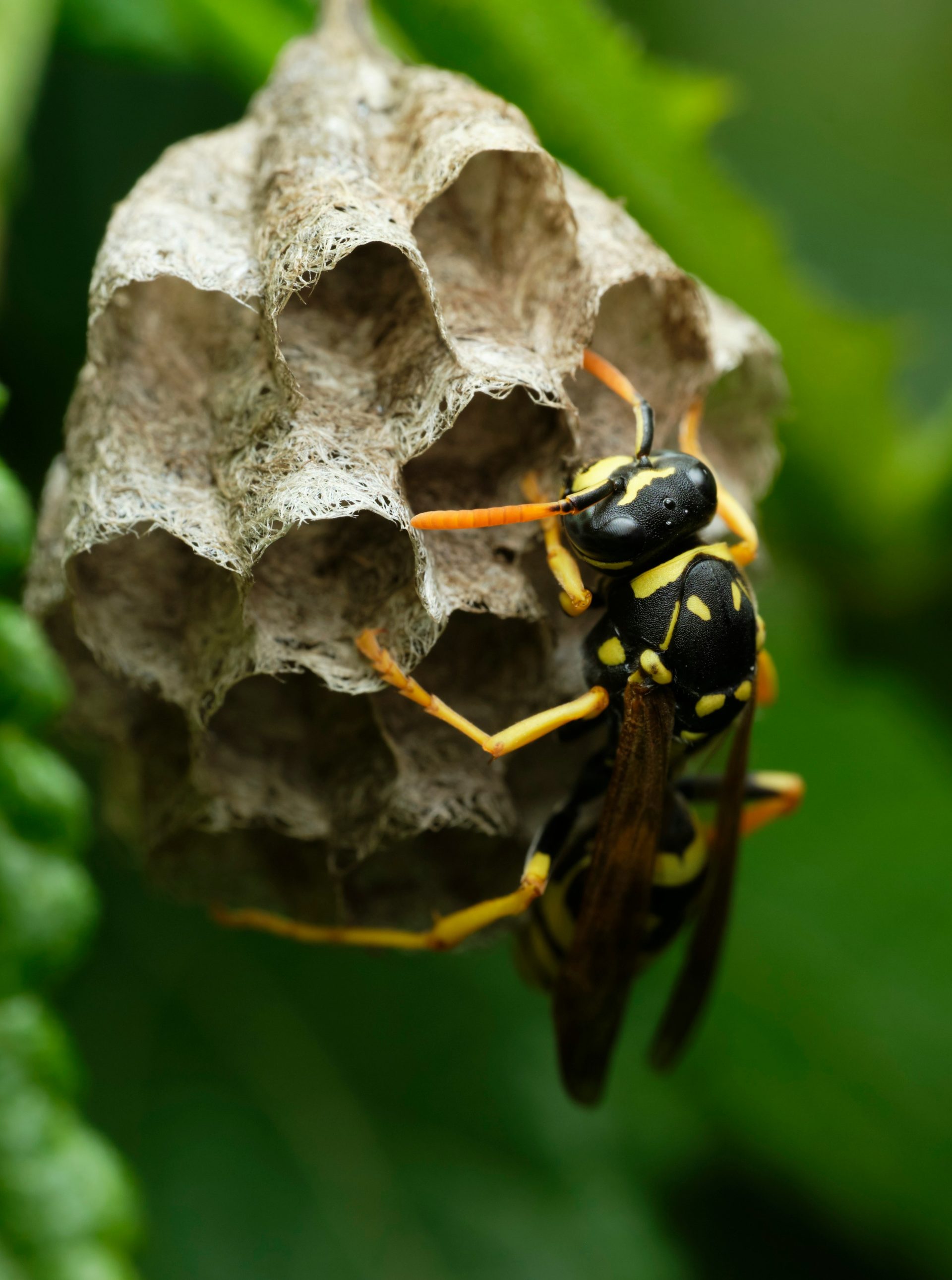 yellow and black bee on white flower