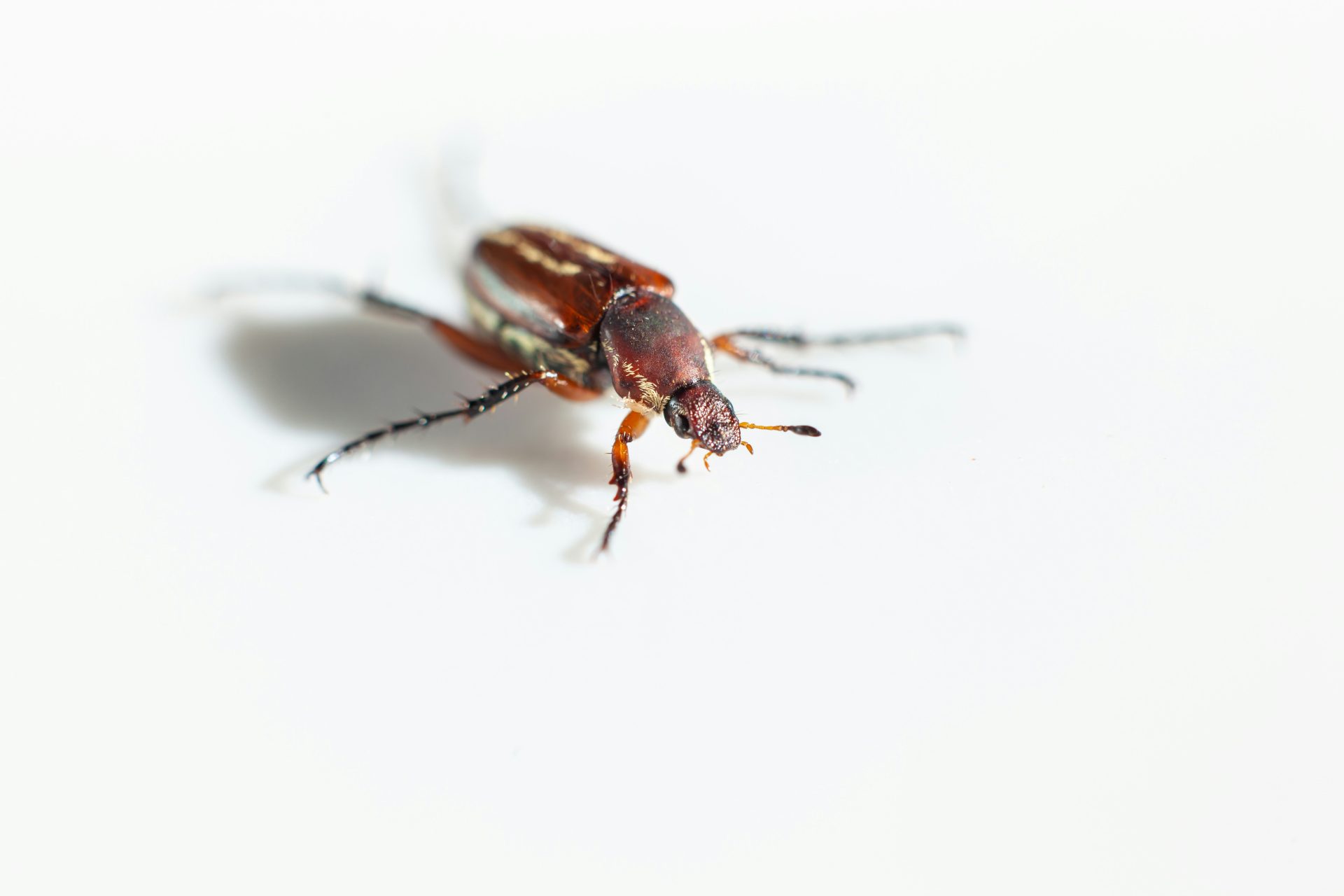 a close up of a fly